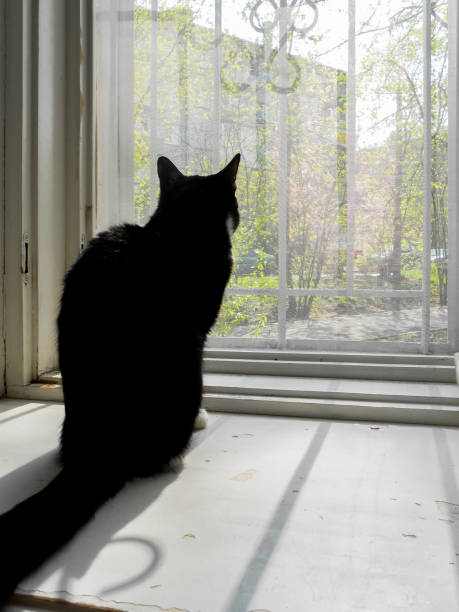 istock Silhouette of black cat seated by the open window in spring. 647368906