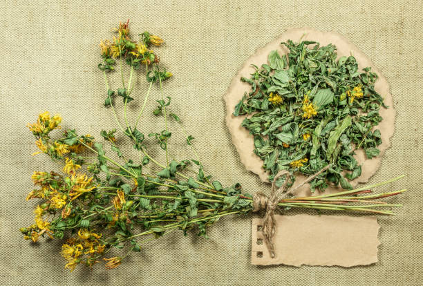 istock Tutsan. Dried herbs. Herbal medicine, phytotherapy medicinal herbs. 647369628