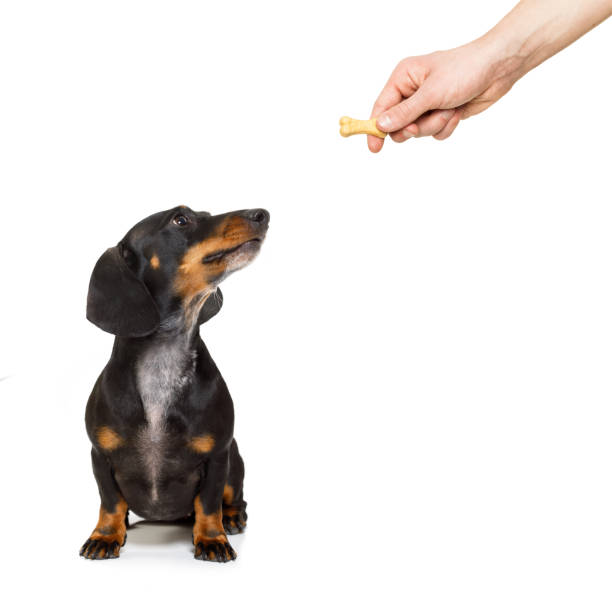 hungry dachshund with treat - 292 imagens e fotografias de stock