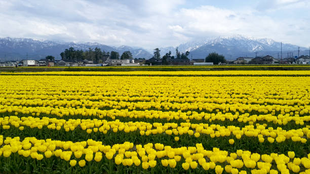 istock yellow tulip garden with a mountain background 647369900