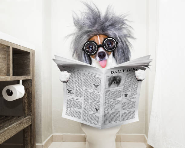 istock dog on toilet seat reading newspaper 647370536