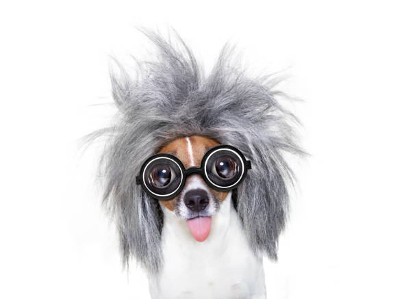 A cute dog wearing a red/brown Afro wig isolated on white.