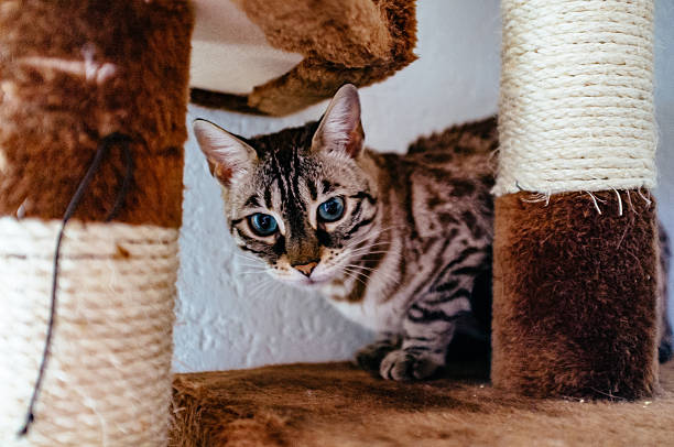 istock Portrait Of Bengal Cat On Scratching Post 647376095