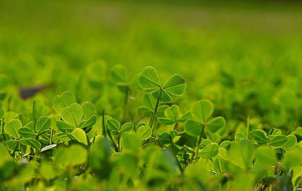 istock Close-Up Of Clovers Growing On Field 647376217