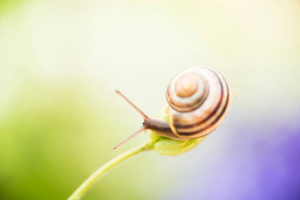 white-lipped snail (cepaea hortensis, banded snail)