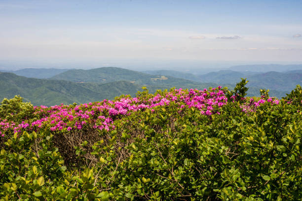 istock Rhododendrons in bloom in the Appalachians. 647377126