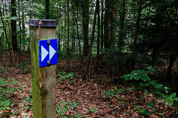 istock Arrow Symbol On Wooden Pole Against Trees In Forest 647377195