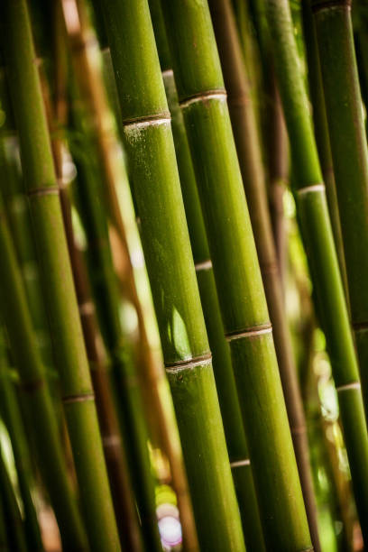 istock Bamboo grove, bamboo forest natural green background 647377410