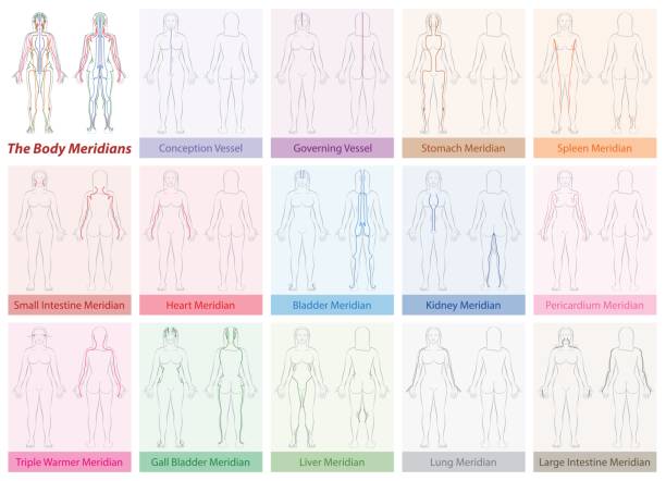 тело меридианы диаграмма женщина цвета - acupuncture shiatsu reflexology meridians stock illustrations