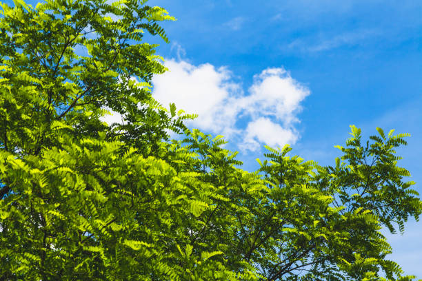 istock Green branches of acacia against blue sky 647378462