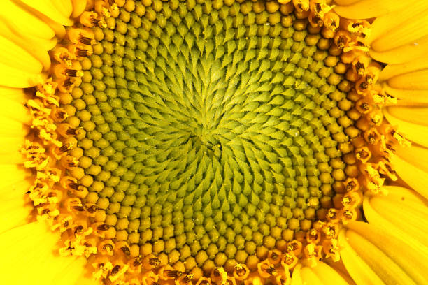 istock Closeup Macro of a Sunflower Texture 647378636
