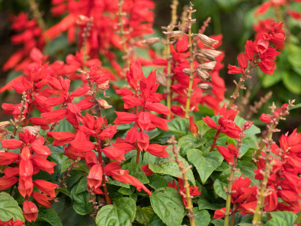 istock Flowers in the garden. 647378854