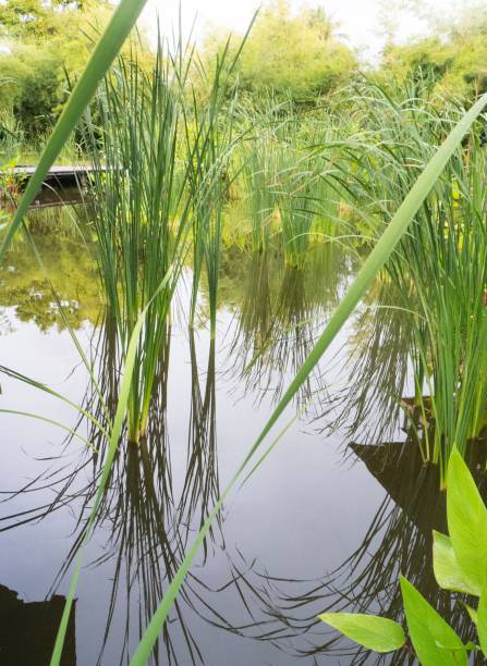 istock Landscape Scenery , Beautiful Water Plants in a Pond 647384236
