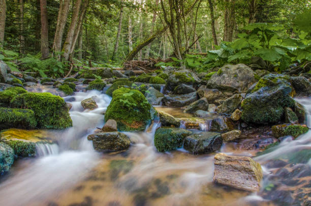 istock Wild River Nature – Relaxing Background, Mariovo, Macedonia 647384488