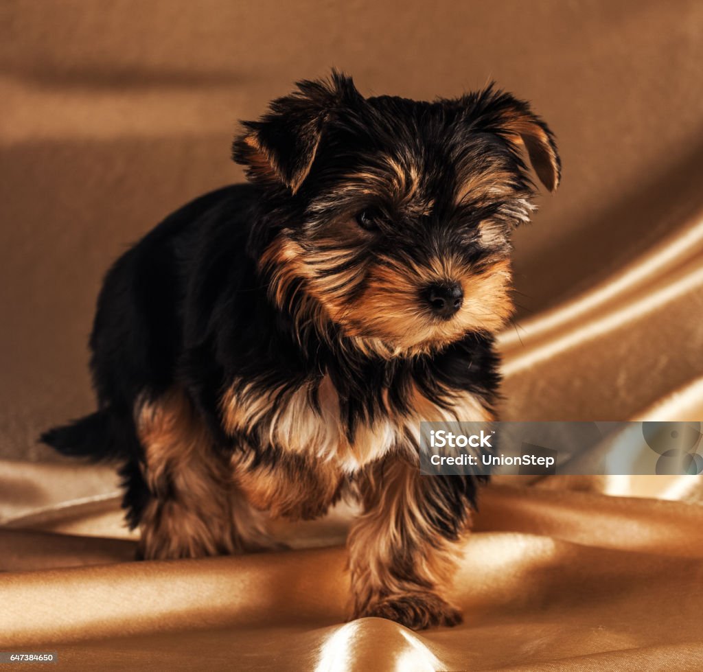 Front view of a Yorkshire Terrier. Animal Stock Photo