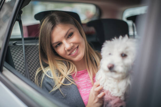 istock Driving with dog in car 647388510