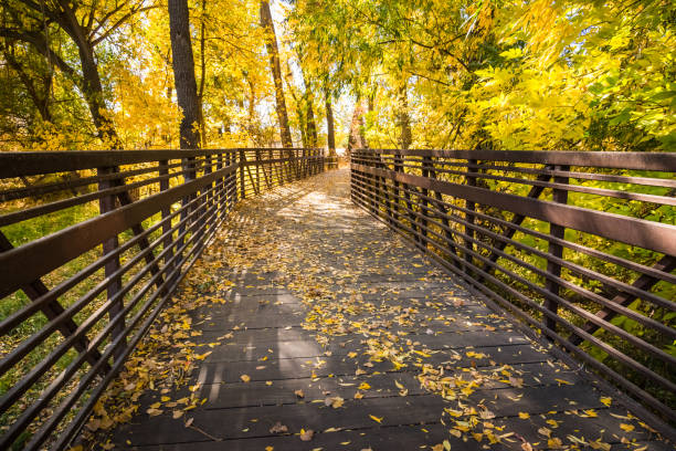 puente de madera a través de bosques de otoño - november tranquil scene autumn leaf fotografías e imágenes de stock