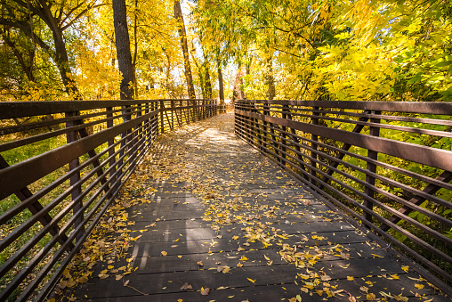 A long, wooden bridge, with wrought iron railings, passes through a golden aspen forest in autumn. Fallen leaves line the path.
