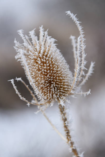 istock Hoar Frost on a Thistle, Close-up, Side view 647389570
