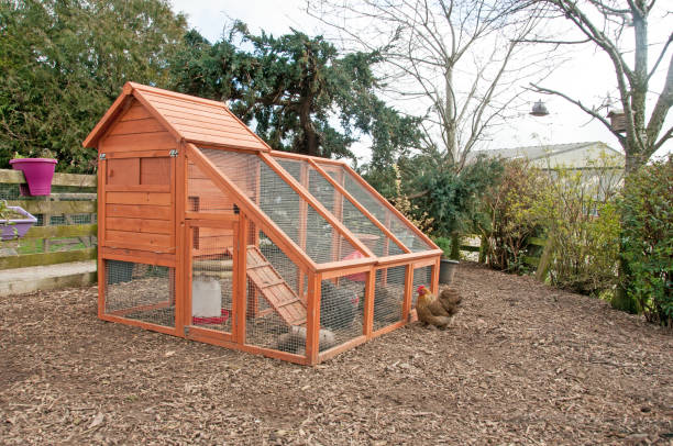 chicken coop & bantam - chicken house imagens e fotografias de stock