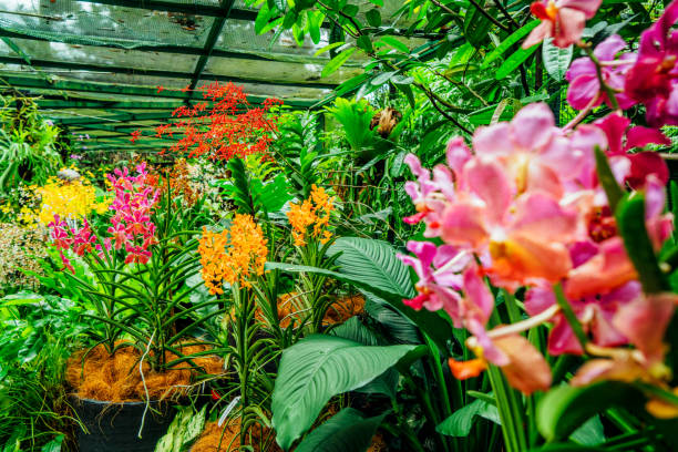 jardim de orquídeas - leafes imagens e fotografias de stock