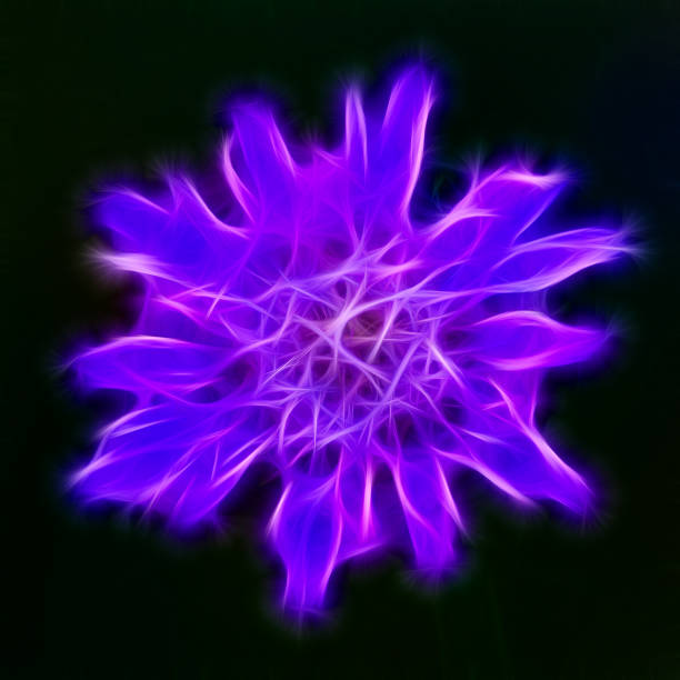 istock Neon purple flower on a dark background. 647400350
