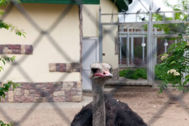 photographed close-up ostrich head, living in a zoo. The bird is behind the metal mesh grille.