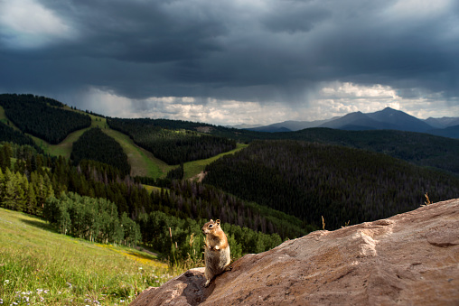 Squirrel looks left standing in two feet, on top of the mountain, looking at the view.