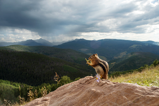 Squirrel eating flower on top of the mountain, looking at the view.
