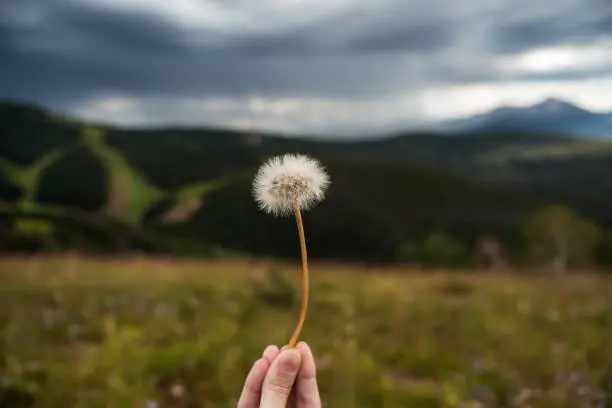 Holding a cut of dandelion with a cloudy sky and mountains in the background.