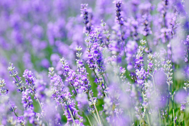 istock Summer garden Lavender flowers 647408840
