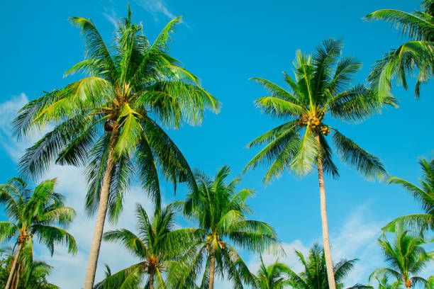 istock Tropical summer background with coconut Palm trees on the blue sky 647409512
