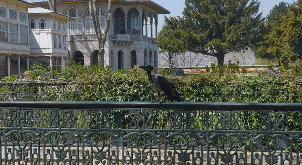 Hooded crow sitting on a fence in the park.