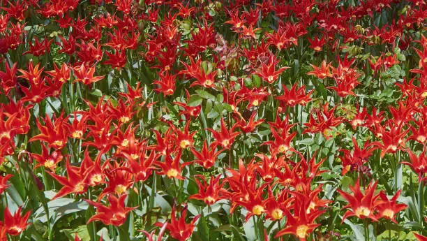 Background of red tulips close up.