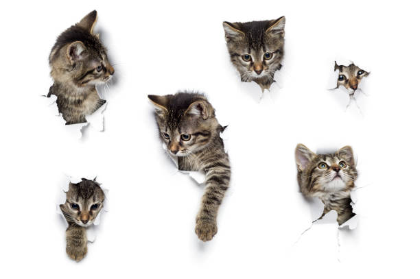 Kittens in holes Cats in holes of paper, little grey tabby kittens peeking out of torn white background, six funny playing pets large group of animals photos stock pictures, royalty-free photos & images