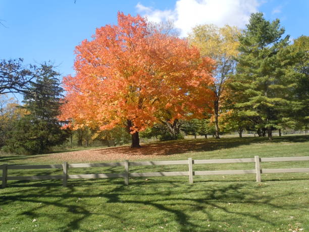 istock Beautiful Orange Maple Tree In Fall In The Midwest 647416840