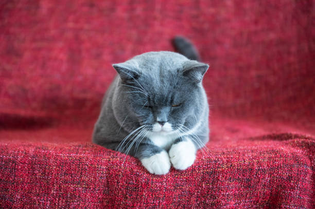 istock The gray British Shorthair 647419508