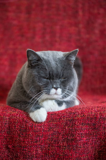 istock The gray British Shorthair 647419550