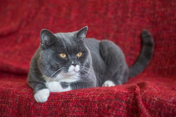 istock The gray British Shorthair 647419568