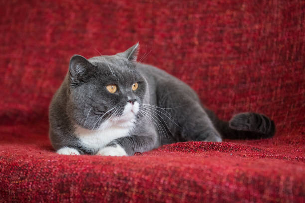 istock The gray British Shorthair 647419626