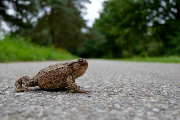 crapaud sur la route - common toad photos et images de collection