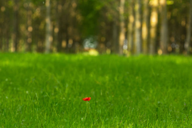 istock Poplar trees and white pollen in a forest in spring, under warm evening light, and lonely poppy flower 647419950