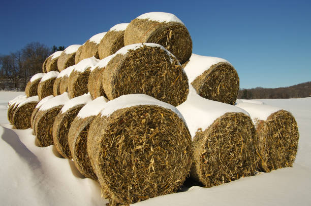 mais-futter-ballen im winter - prairie farm winter snow stock-fotos und bilder