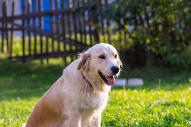 istock Golden Retriever sitting on grass 647430476