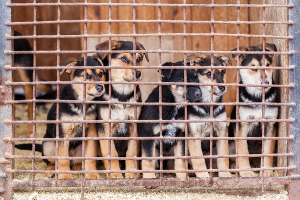 istock Puppies Waiting for a Home 647433540