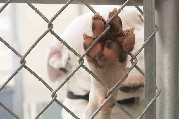 Dog paw closeup from inside a dog shelter kennel. Cage is chain link. The pink paw has cute black spots.