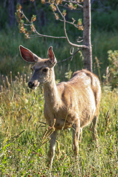 istock Mule Deer of Yellowstone 647438196