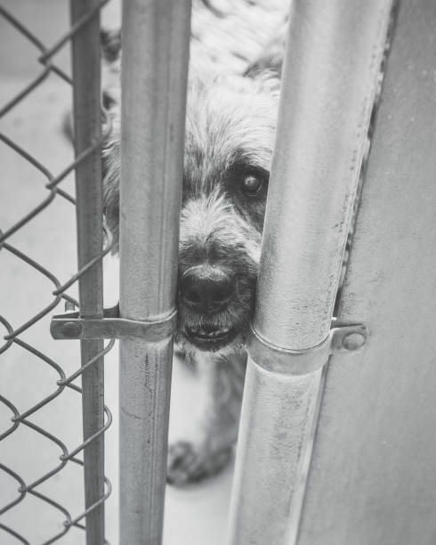istock Sad Dog Confined In Animal Shelter 647438366