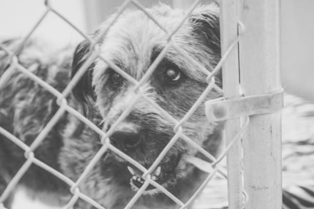 istock Sad Dog Confined In Animal Shelter 647438400