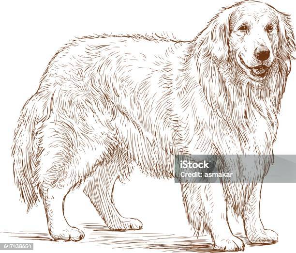 Sketch Of A Golden Retriever Stock Illustration - Download Image Now - Dog, Sketch, Golden Retriever